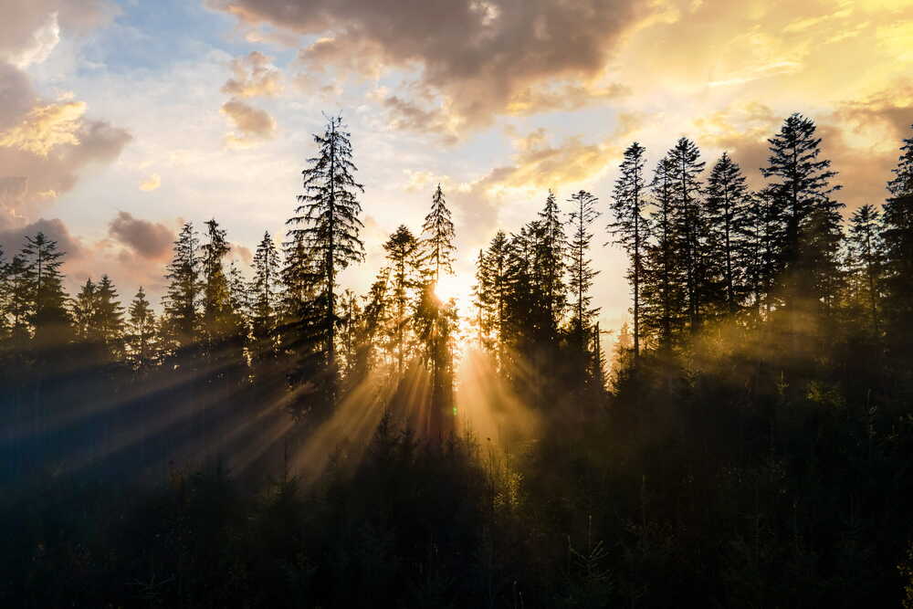 Sun breaking through trees at dawn — a metaphor for clarity and planning ahead